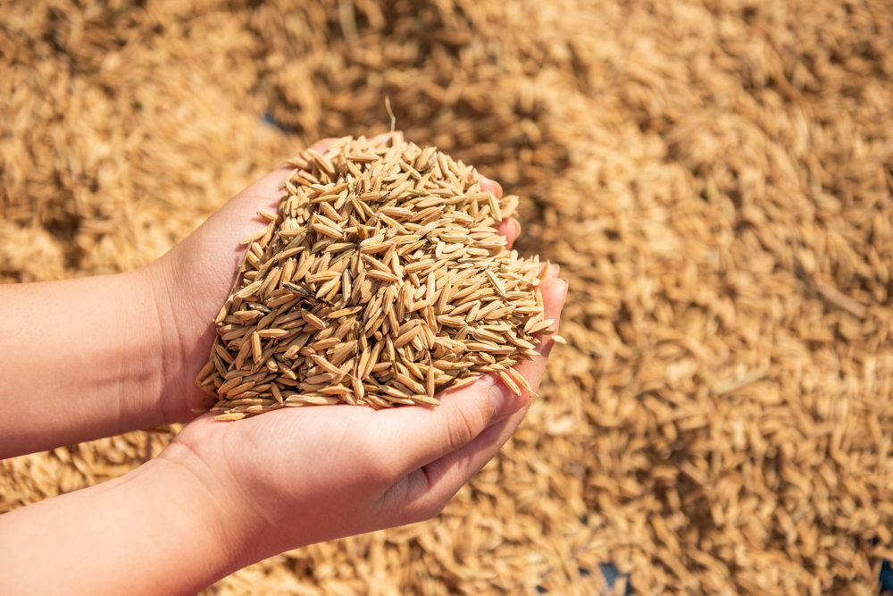 Paddy Seeds